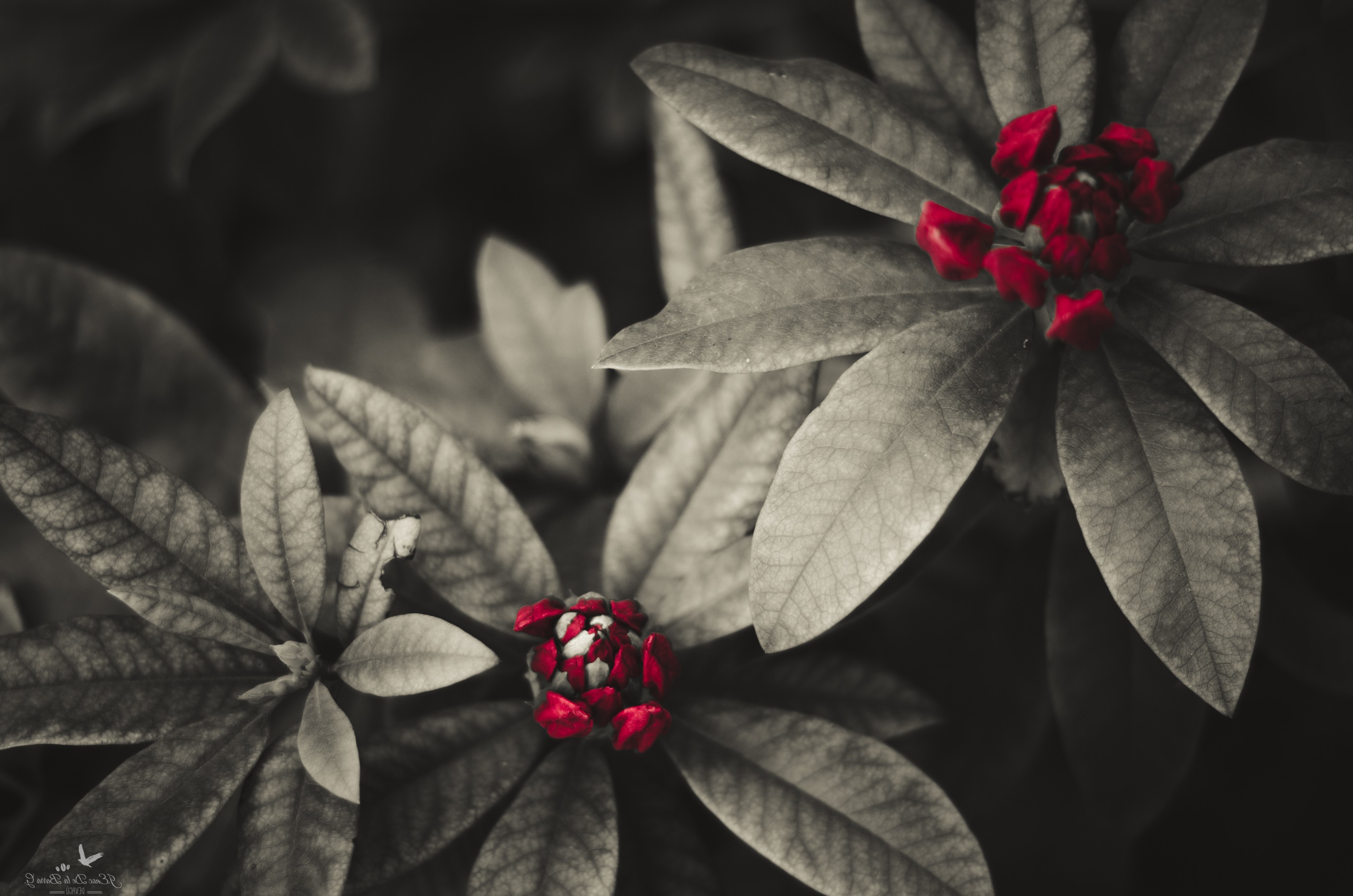 Rododendro, Nature, Red Flower Wallpaper