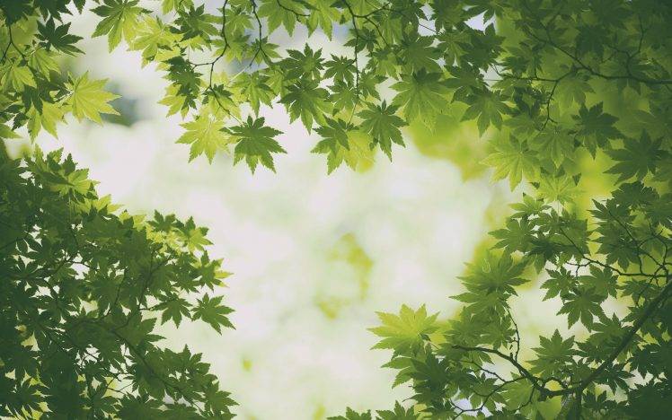 green, Nature, Forest HD Wallpaper Desktop Background