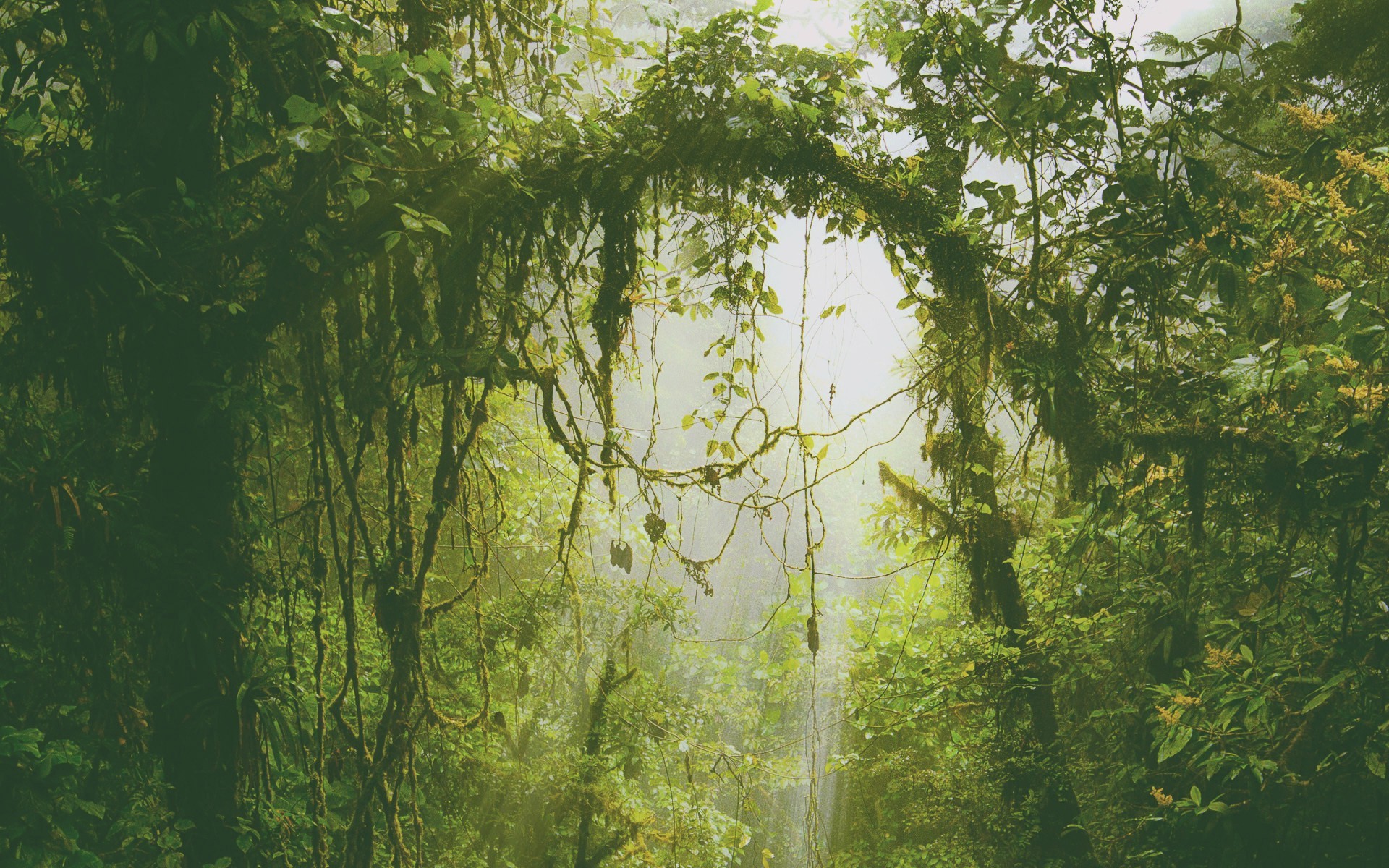 green, Nature, Forest Wallpaper