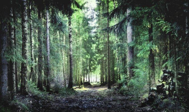 trees, Forest, Nature HD Wallpaper Desktop Background
