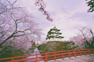trees, Purple, Nature, Cherry Blossom, Hirosaki Castle