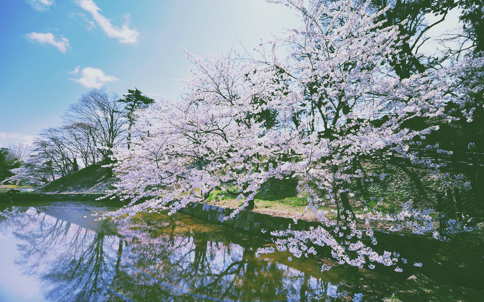 trees, Purple, Nature, China Wallpaper