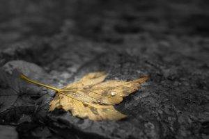 nature, Fall, Leaves, Maple Leaves, Water Drops, Depth Of Field, Stone, Stones, Selective Coloring, Dew
