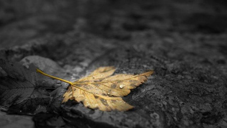 nature, Fall, Leaves, Maple Leaves, Water Drops, Depth Of Field, Stone, Stones, Selective Coloring, Dew HD Wallpaper Desktop Background