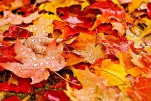 nature, Fall, Leaves, Maple Leaves, Water Drops, Depth Of Field, Grass, Dew, Field, Colorful