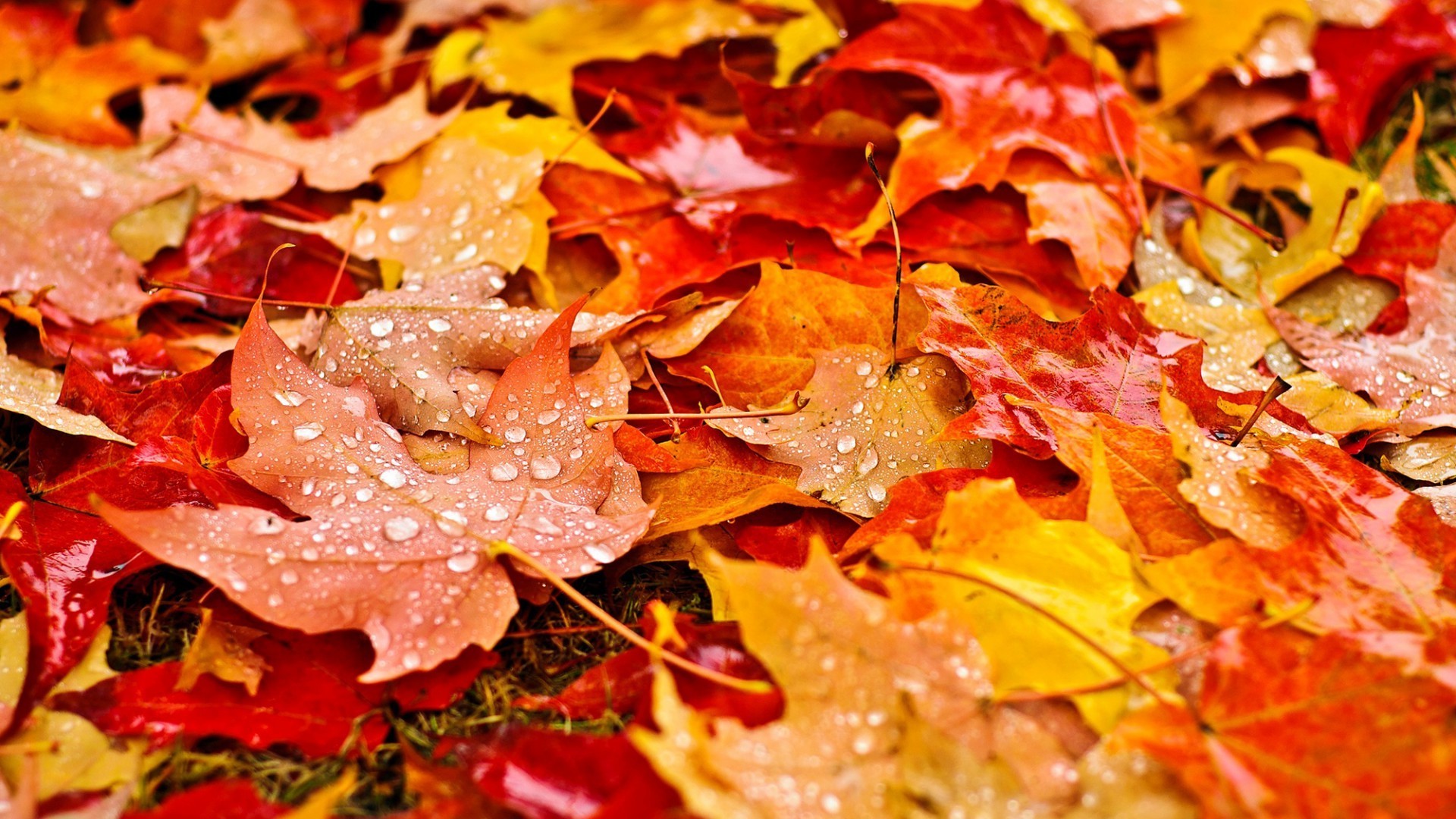nature, Fall, Leaves, Maple Leaves, Water Drops, Depth Of Field, Grass, Dew, Field, Colorful Wallpaper