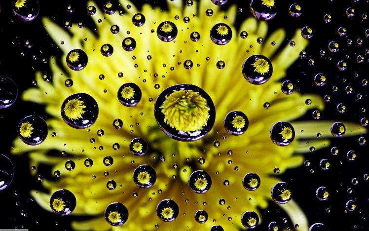 photography, Reflection, Flowers, Yellow HD Wallpaper Desktop Background
