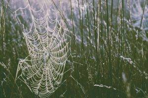 spider, Horror, Nature, Photography