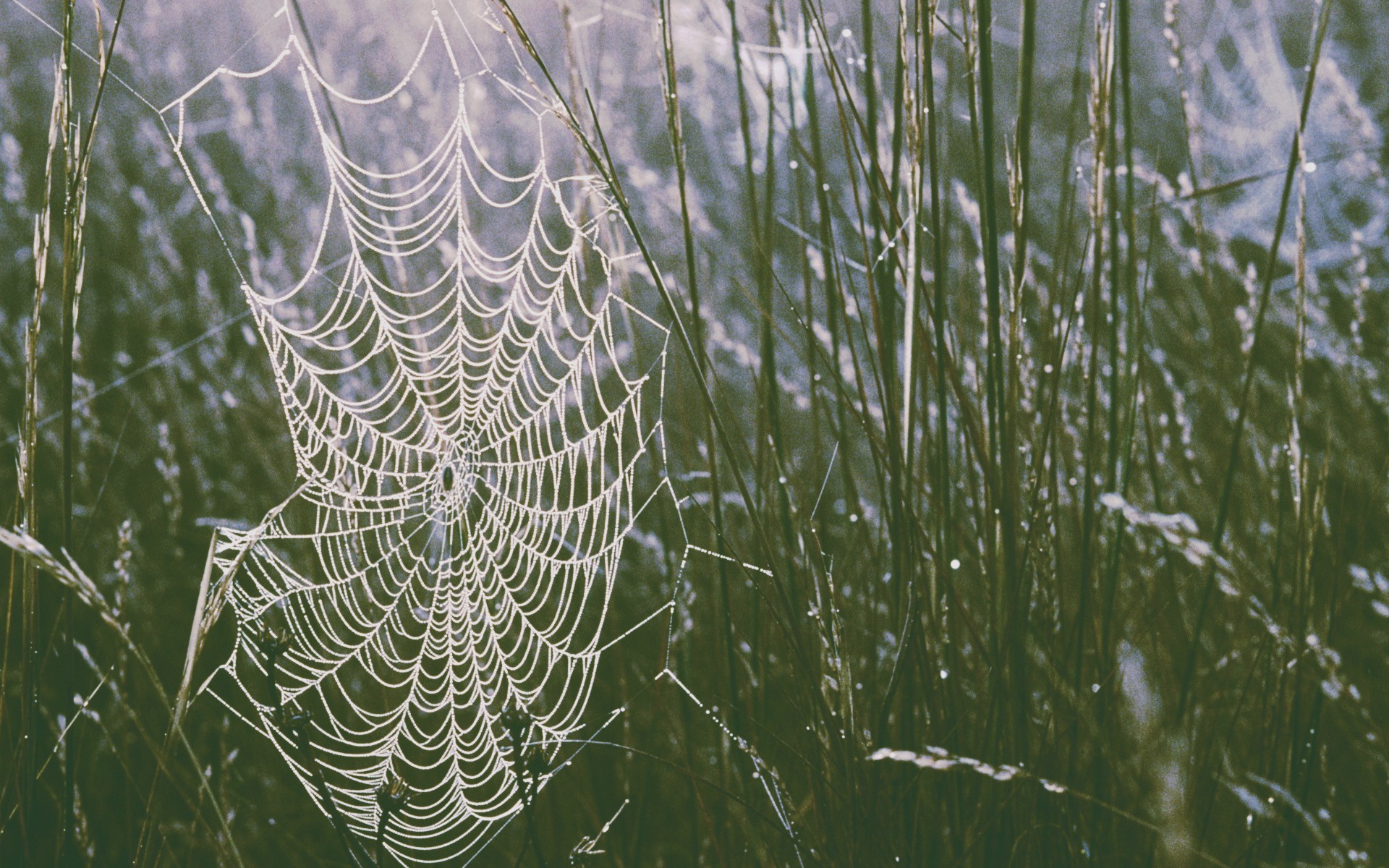 spider, Horror, Nature, Photography Wallpaper