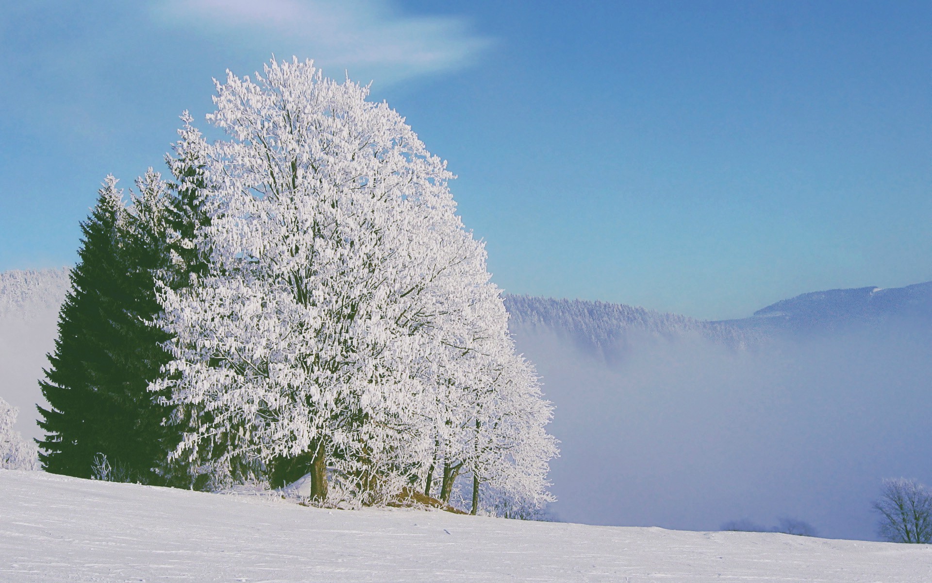 snow, Winter, Nature, White Wallpaper