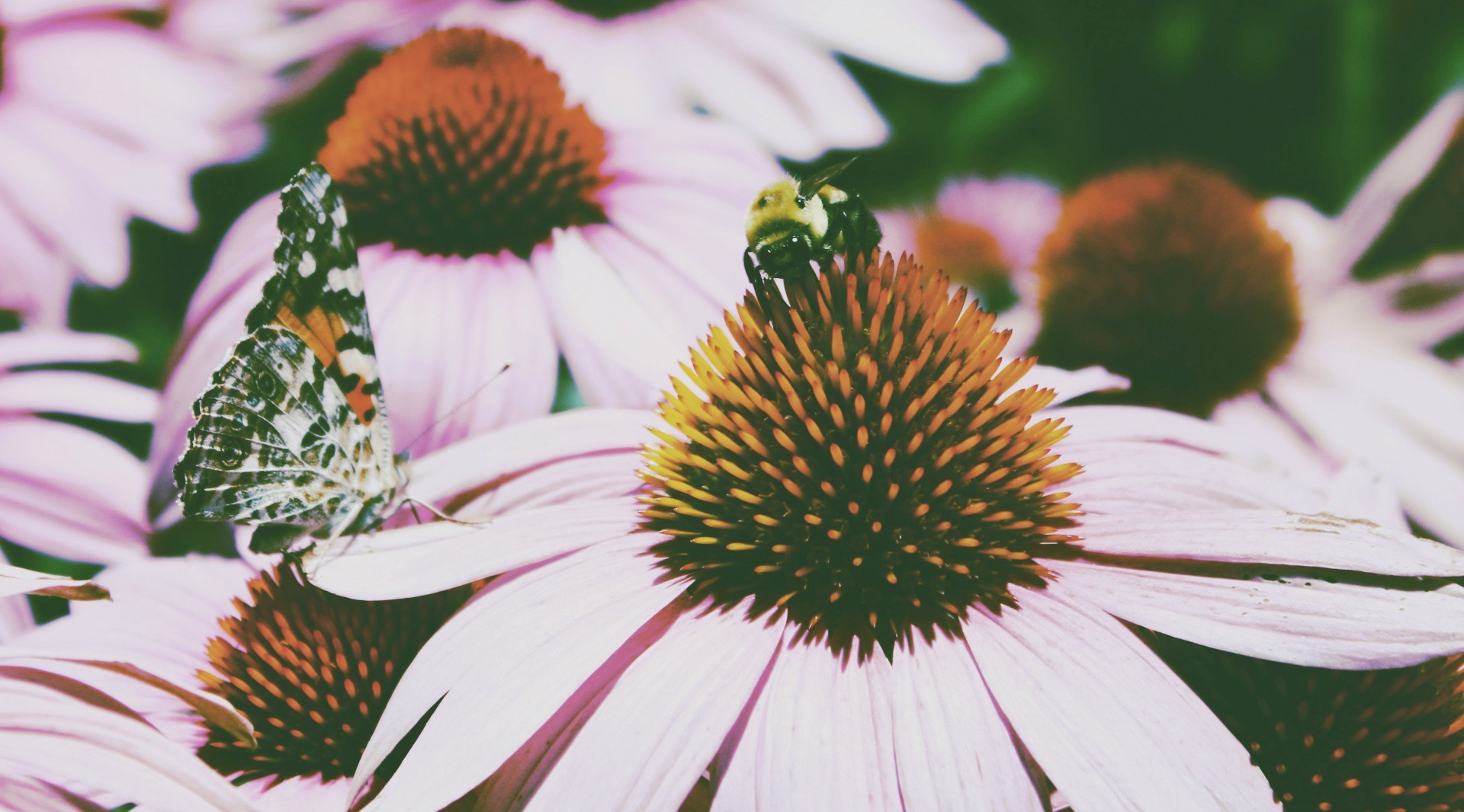 flowers, Nature Wallpaper