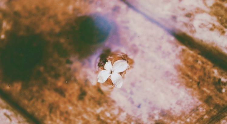 flowers, Nature HD Wallpaper Desktop Background