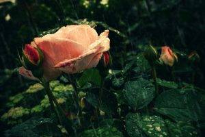 rose, Rain, Flowers