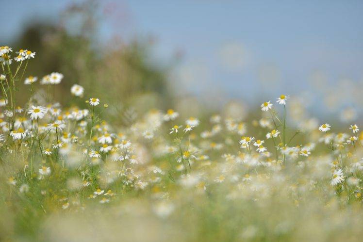 nature, Flowers, Grass, Lawns HD Wallpaper Desktop Background