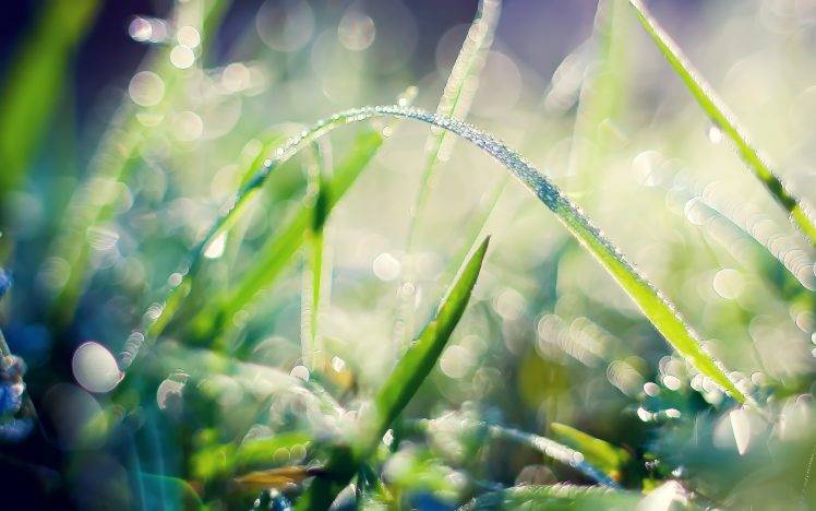 plants, Nature, Water Drops, Macro HD Wallpaper Desktop Background