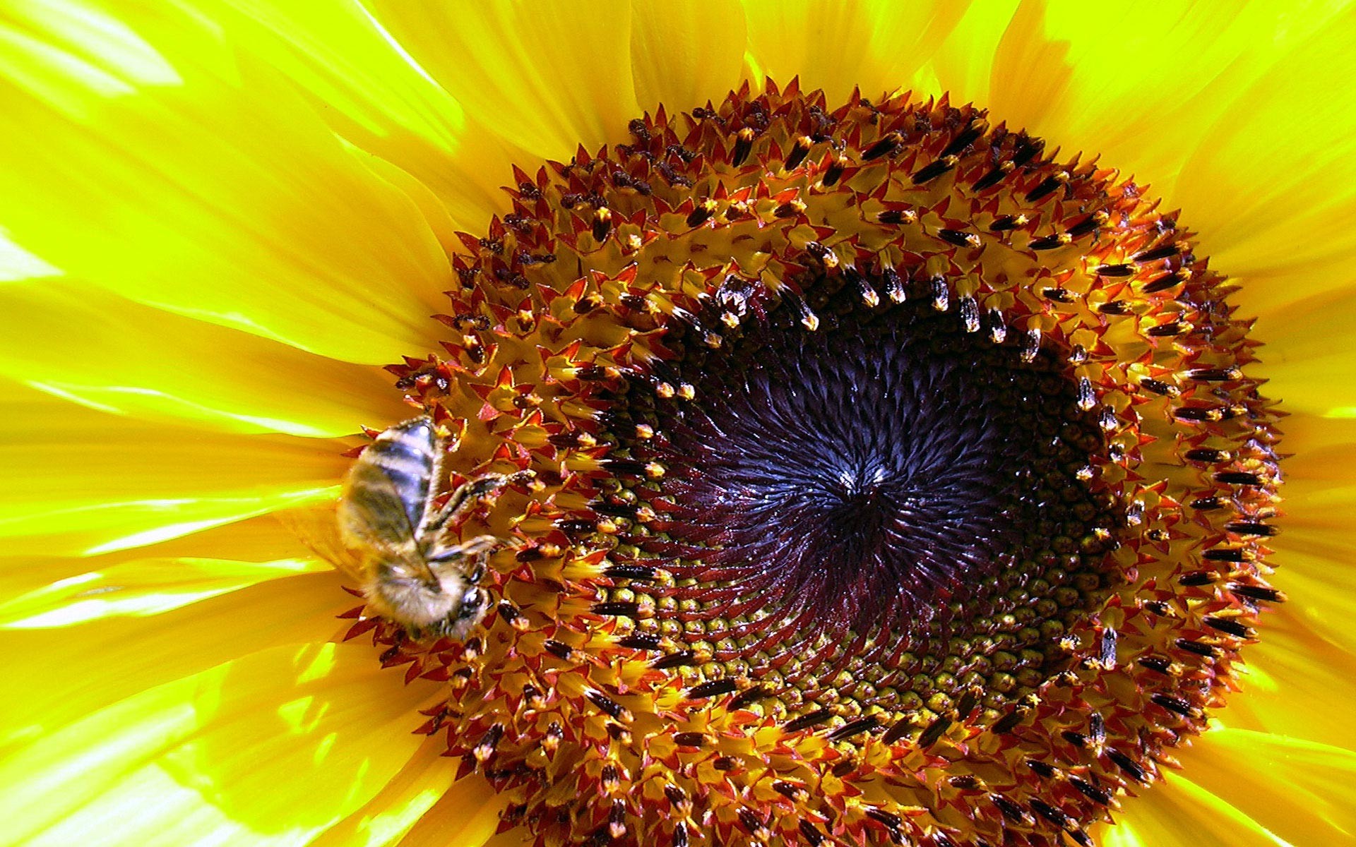 sunflowers Wallpaper
