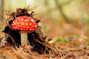 forest, Mushroom, Nature