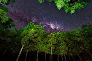 star Trails, Plants, Trees, Nature, Forest