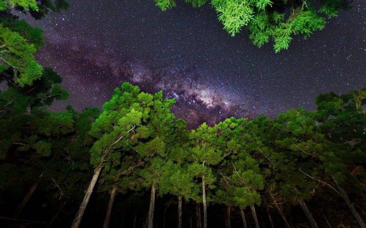 star Trails, Plants, Trees, Nature, Forest HD Wallpaper Desktop Background