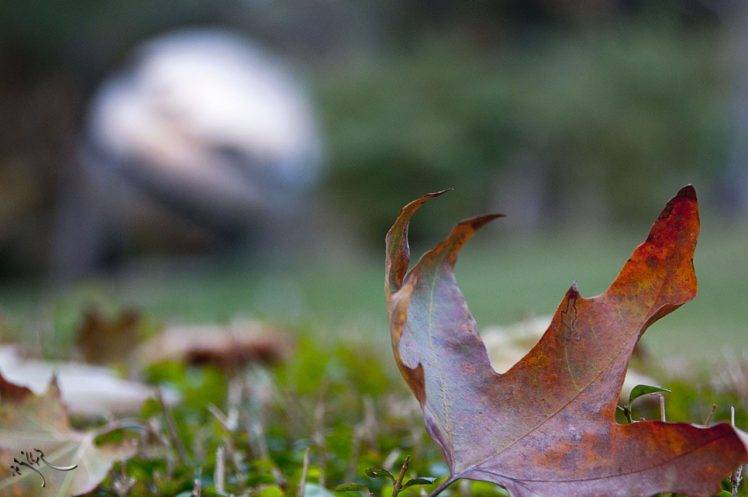 leaves, Grass, Maple Leaves, Fall, Nature HD Wallpaper Desktop Background