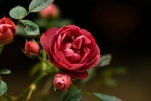 nature, Plants, Rose, Red, Flowers, Red Flowers, Closeup, Leaves
