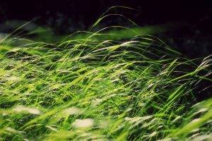 grass, Nature