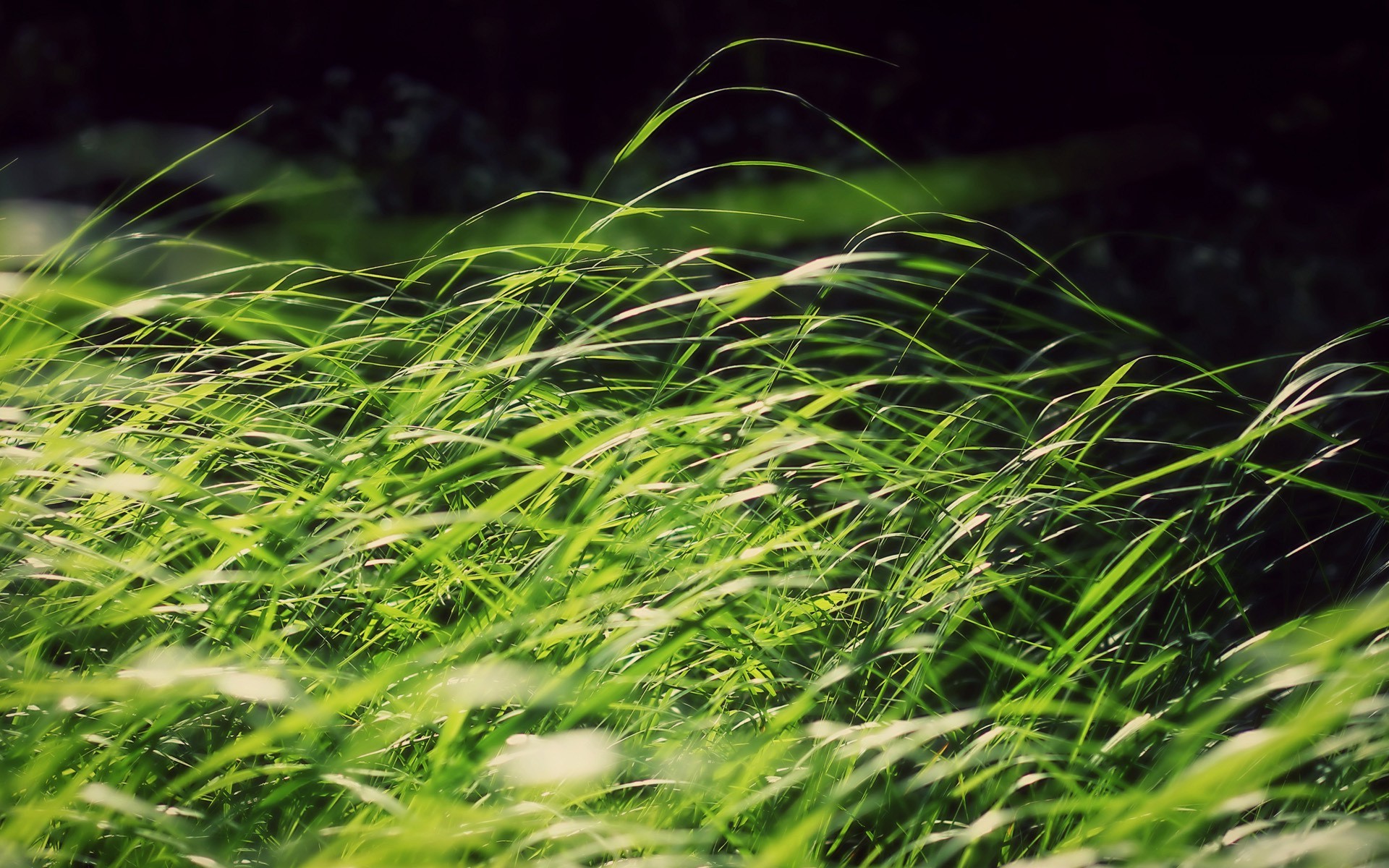 grass, Nature Wallpaper