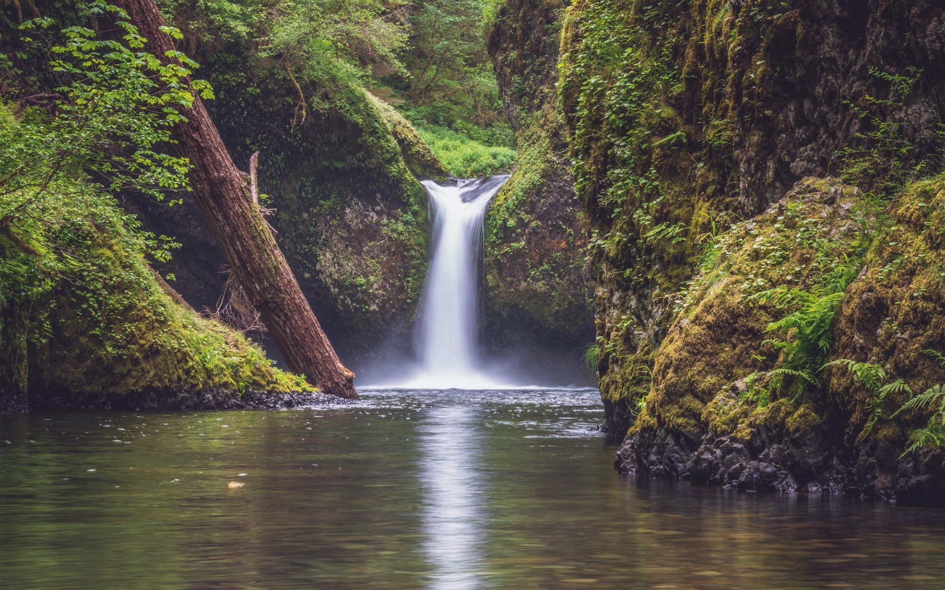 river, Plants Wallpaper