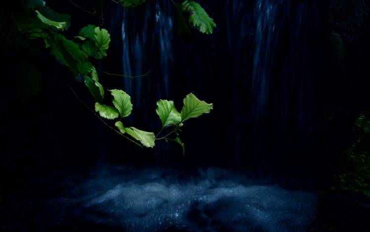 plants, Lake, Night HD Wallpaper Desktop Background