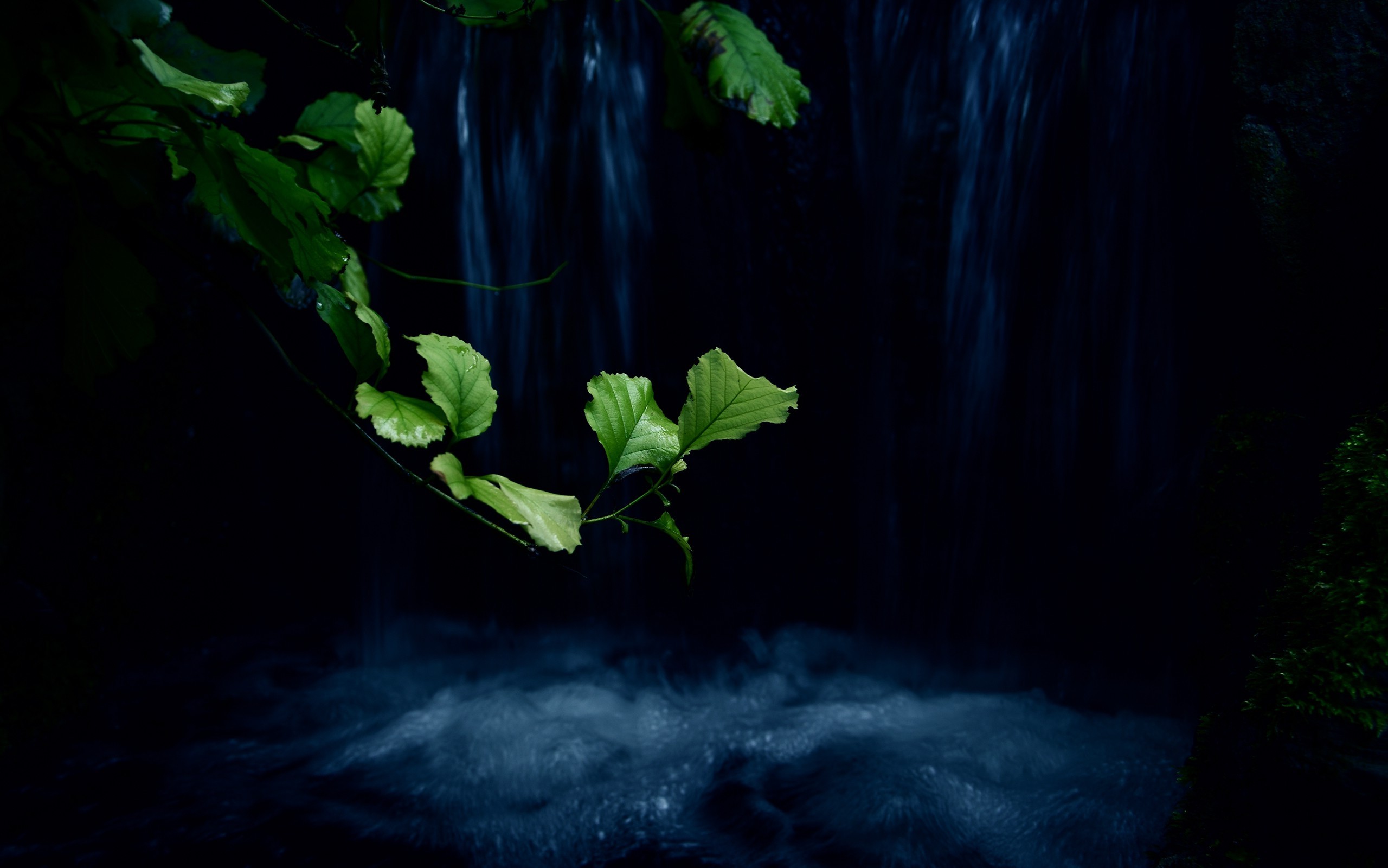 plants, Lake, Night Wallpaper