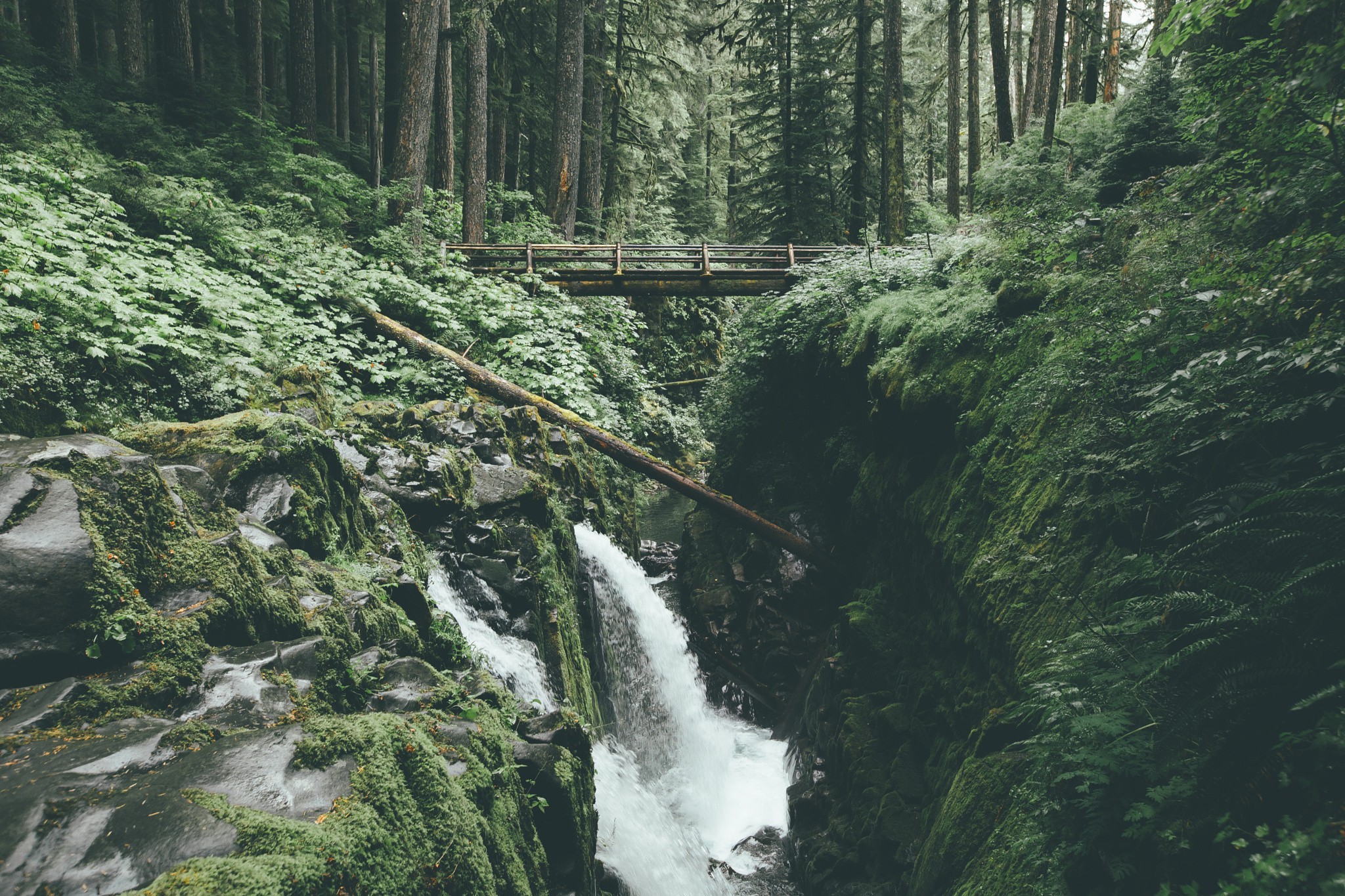 river, Forest, Trees Wallpaper