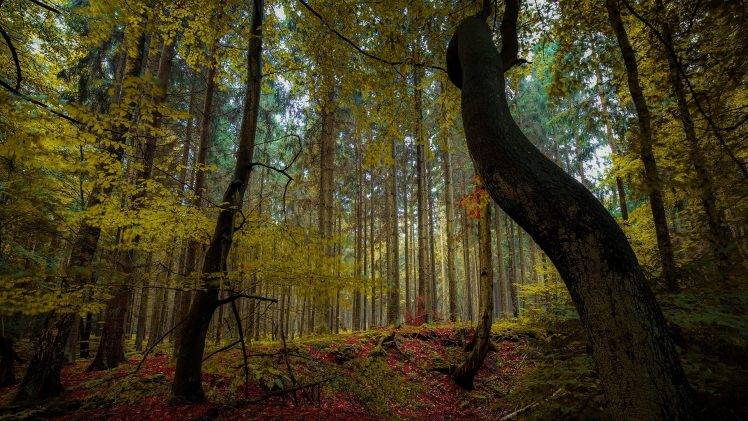 trees, Nature, Leaves HD Wallpaper Desktop Background