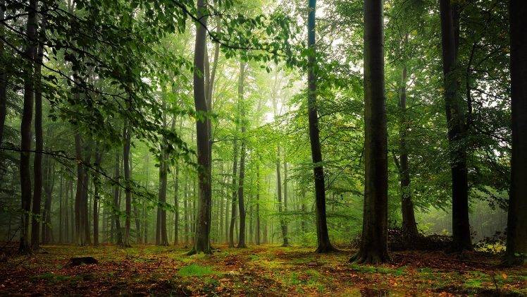 nature, Trees, Leaves, Forest Wallpapers HD / Desktop and Mobile ...