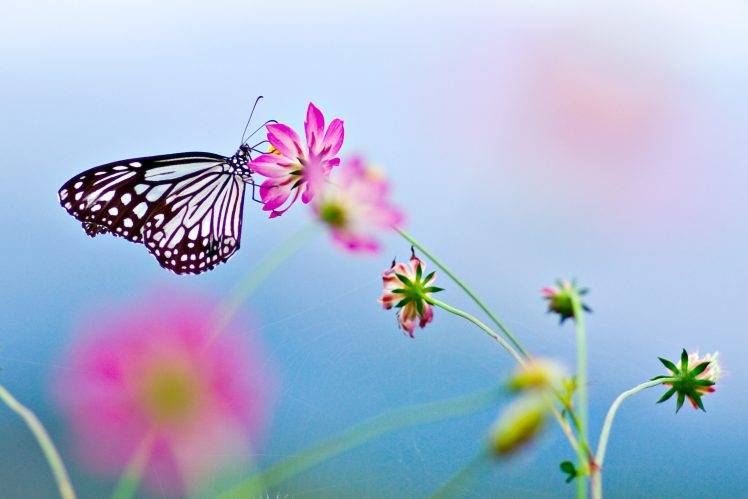 flowers, Lepidoptera, Insect, Macro HD Wallpaper Desktop Background