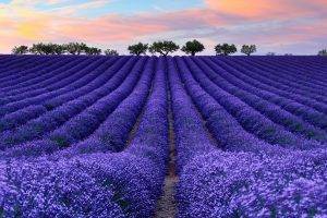 nature, Colorful, Photography, Lavender