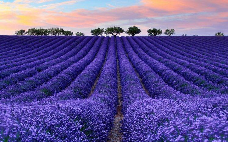 nature, Colorful, Photography, Lavender HD Wallpaper Desktop Background