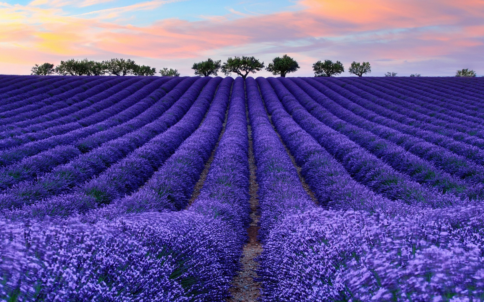 nature, Colorful, Photography, Lavender Wallpapers HD / Desktop and Mobile  Backgrounds