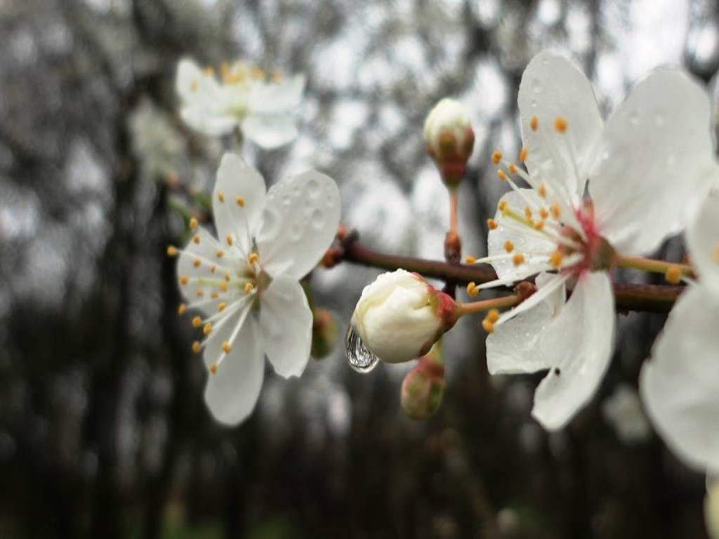 flowers, White Flowers Wallpaper