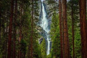 trees, River, Waterfall