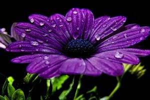 nature, Flowers, Purple, Purple Flowers, Macro, Closeup, Water Drops