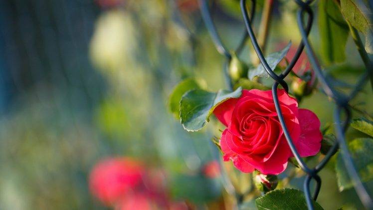 macro, Plants, Flowers, Rose HD Wallpaper Desktop Background