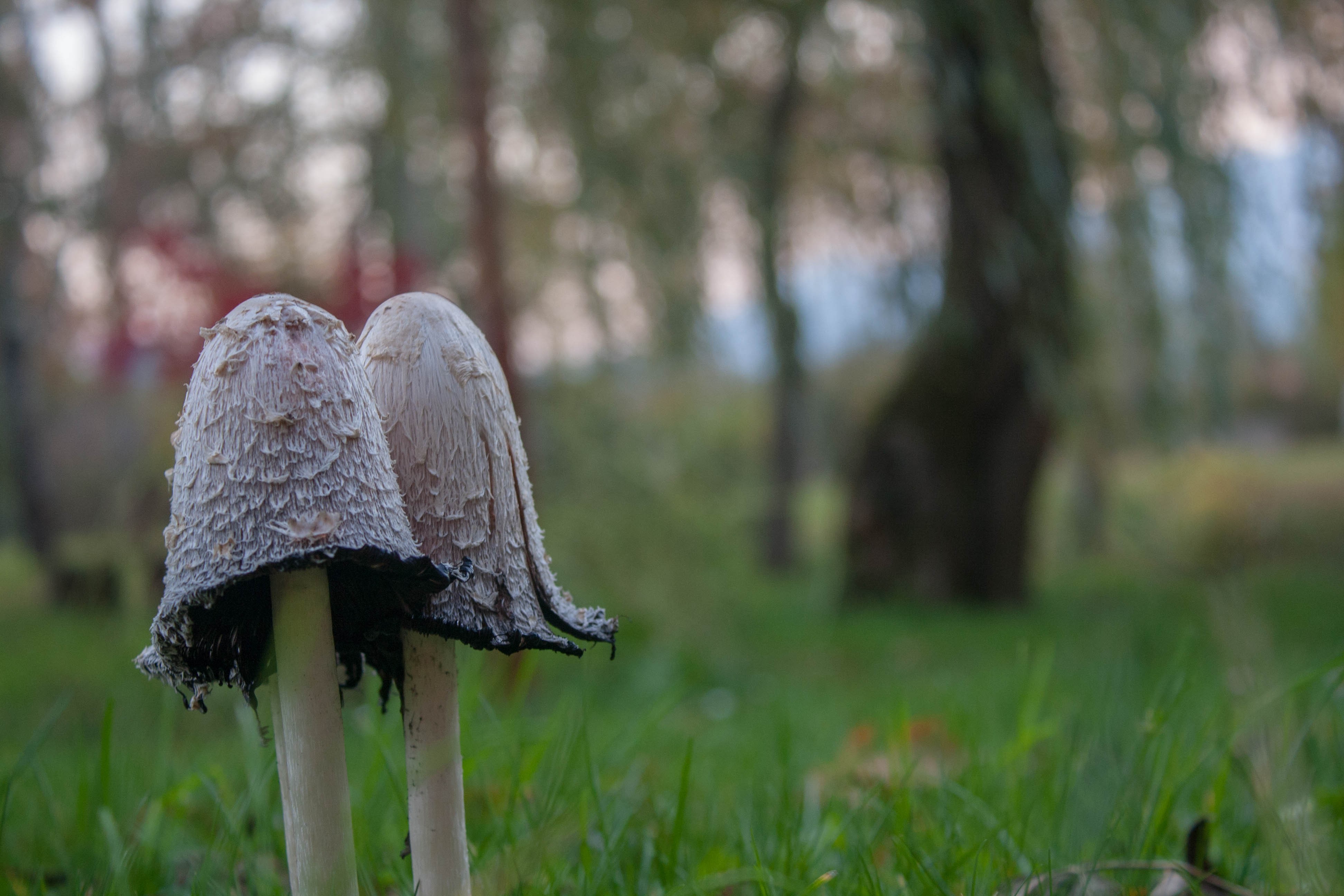 Красота вдохновленная природой грибы