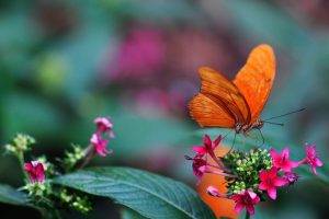 plants, Macro, Flowers, Lepidoptera, Insect