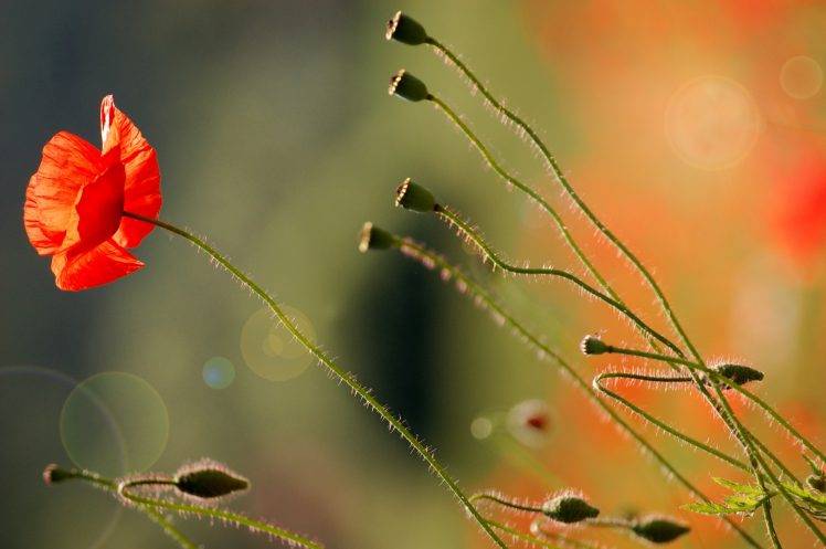 plants, Macro, Flowers, Poppies HD Wallpaper Desktop Background
