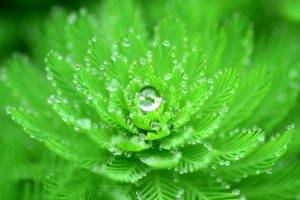 closeup, Water Drops, Nature, Macro, Plants, Leaves, Green, Depth Of Field