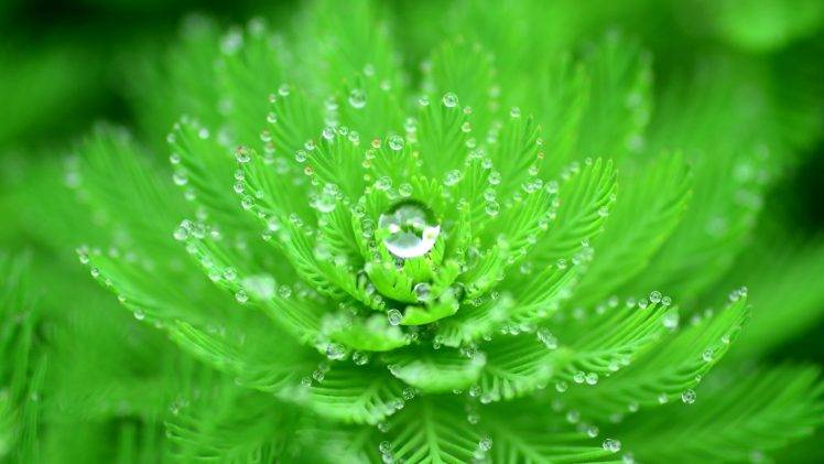 closeup, Water Drops, Nature, Macro, Plants, Leaves, Green, Depth Of Field HD Wallpaper Desktop Background