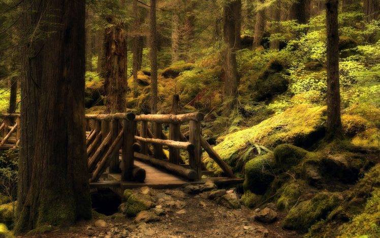 nature, Forest, HDR HD Wallpaper Desktop Background