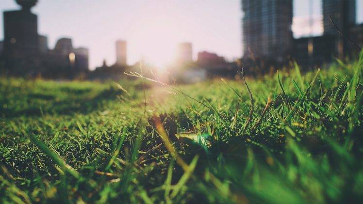 grass, Closeup, Blurred, Summer, Nature, Depth Of Field HD Wallpaper Desktop Background