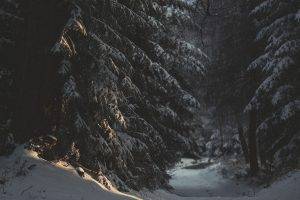snow, Trees, Forest, Nature