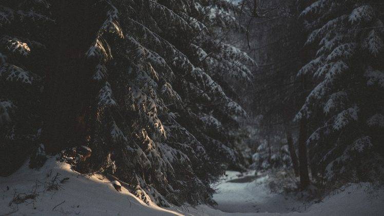 snow, Trees, Forest, Nature HD Wallpaper Desktop Background